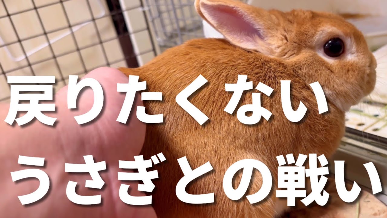 絶対ケージに戻りたくないうさぎとの戦い！ネザーランドドワーフ〜もなかと生活〜