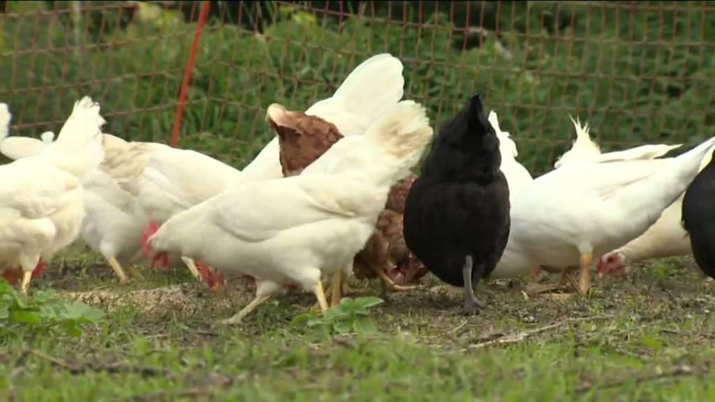 VAL DI CEMBRA: piccoli produttori per grandi sogni, Stefano Recchia