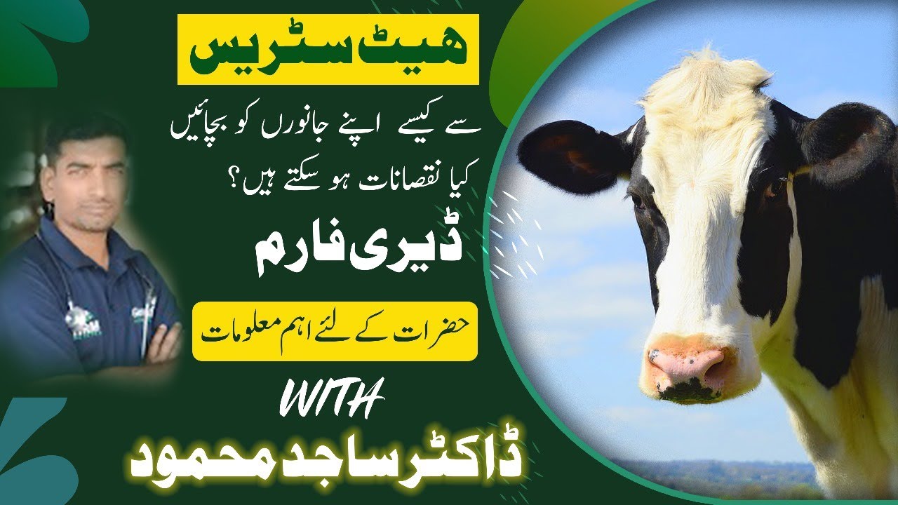 Heat stress in dairy cows and its management | Temperature Humidity Index