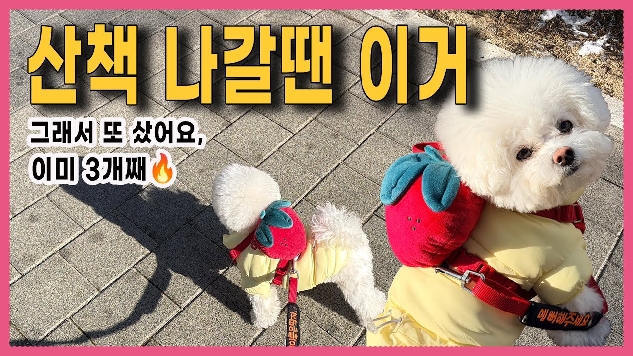 이미 3개째 쓰는 강아지하네스 & 풉백｜3초 착용 딱지 산책템 (솔직후기)