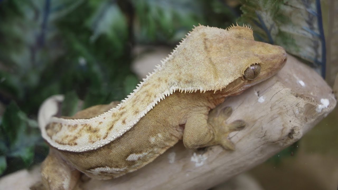 How to buy your first Crested Gecko!