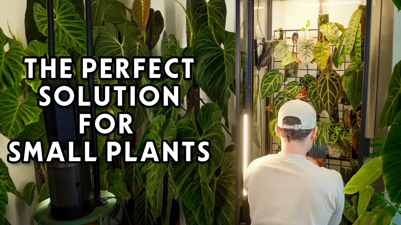 TROPICAL INDOOR GREENHOUSE CABINET - clean & repot
