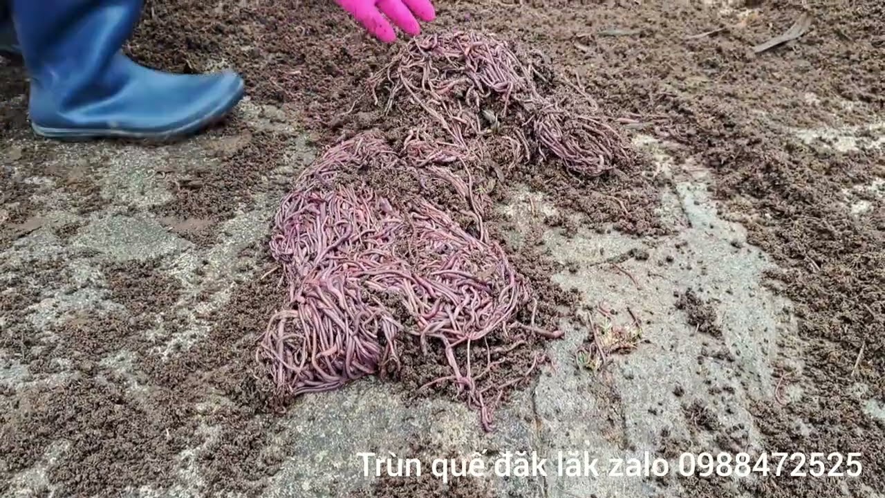 cách khai thác trùn quế, giun quế, kiểm tra trùn trước khi khai thác, làm sạch trước khi cấp đông