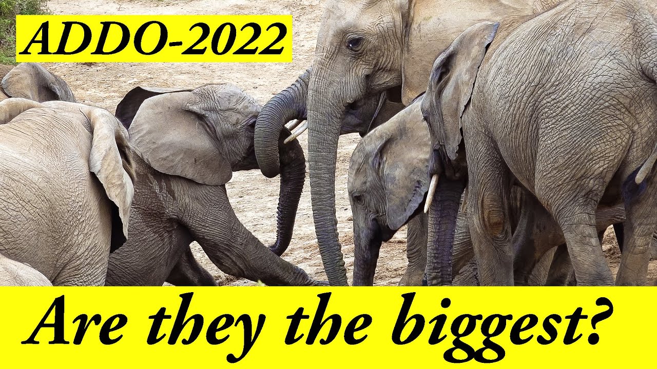 Unbelievable! 2022 Addo Elephants: Have Everyone Asking..."Are They the BIGGEST?!"