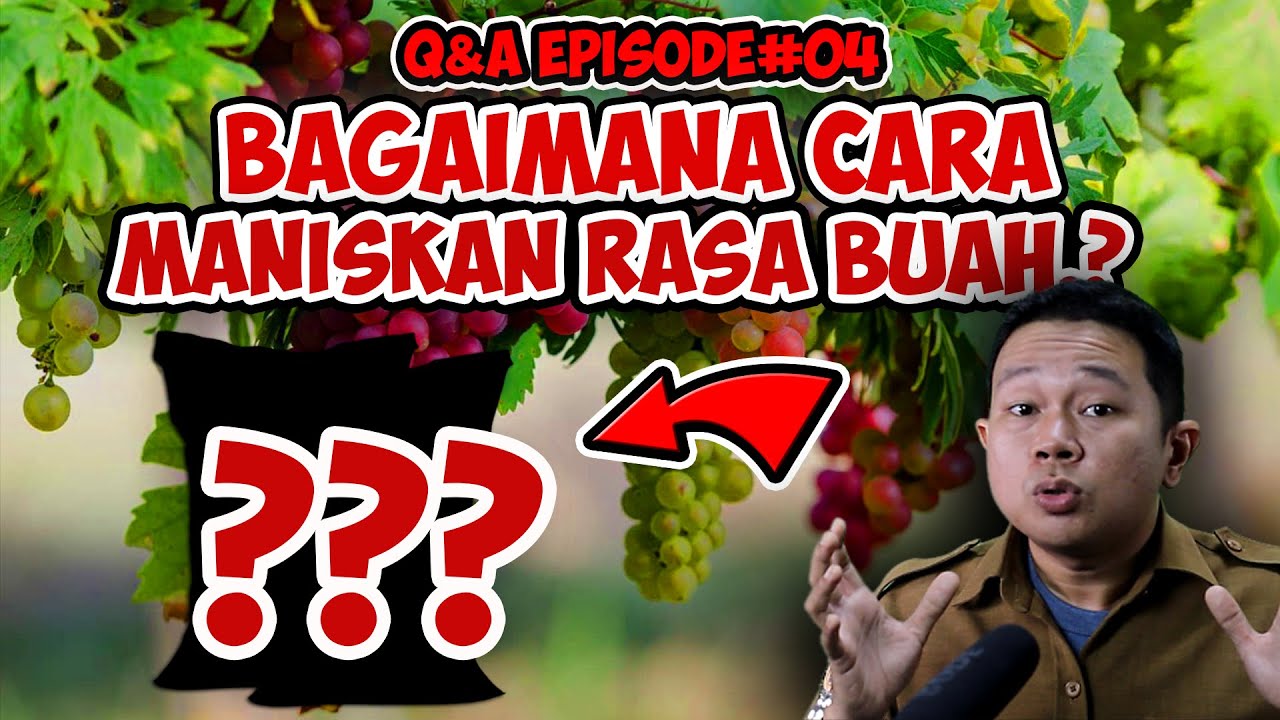 PALING SERING DITANYAKAN, BAGAIMANA MANISKAN RASA TANAMAN BUAH? | PENYULUH PERTANIAN LAPANGAN