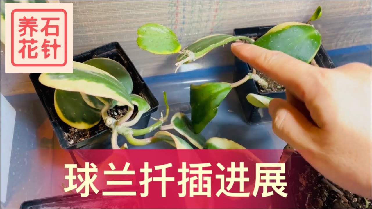 心形球兰扦插进展 - Hoya kerrii cutting update