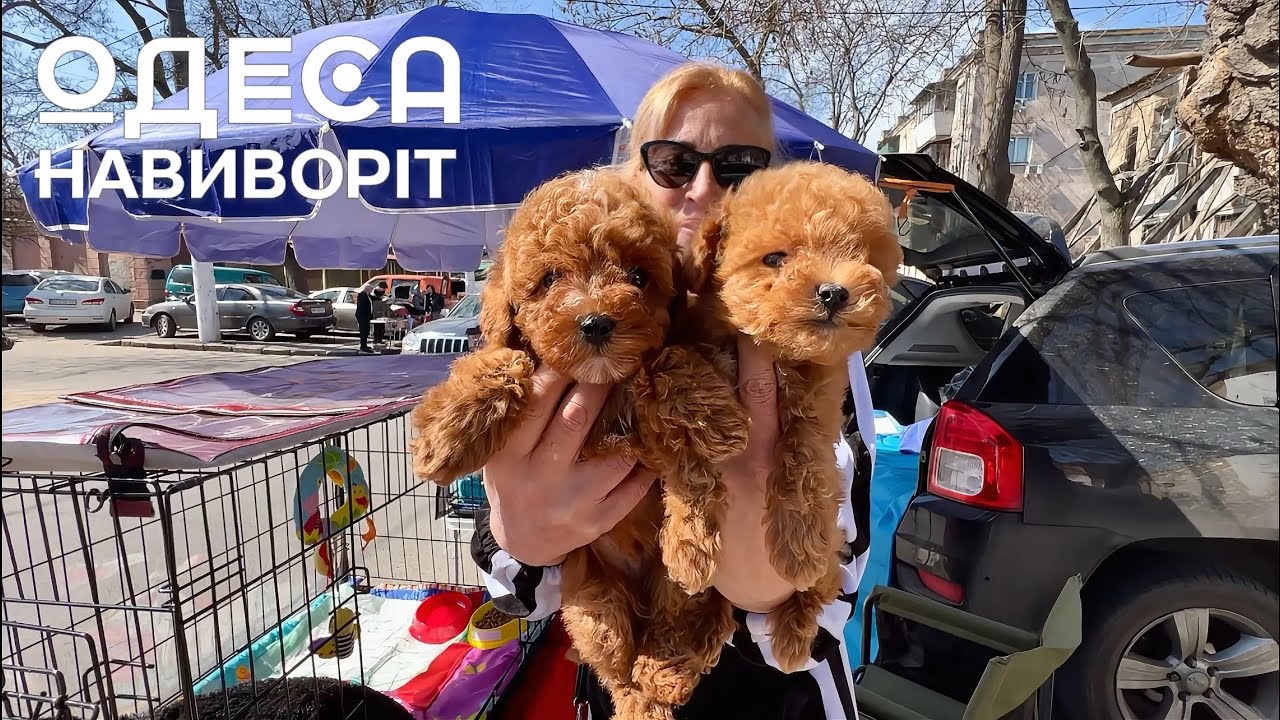 Собачий Рынок в ОДЕССЕ! Цены на ДОМАШНИХ ЖИВОТНЫХ! Разные породы СОБАК и КОШЕК! @odessa_naiznanku 