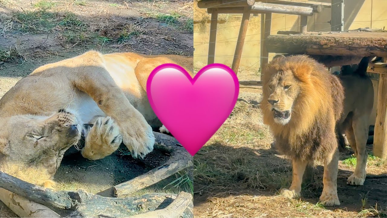 今度はアレちゃんが恋の季節🩷　10月17日 東武動物公園　ライオン