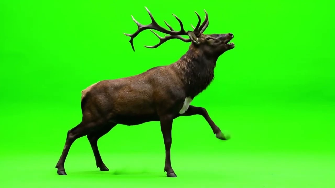 Deer Green Screen Video || Green Screen || Chroma Key || Content For Creators
