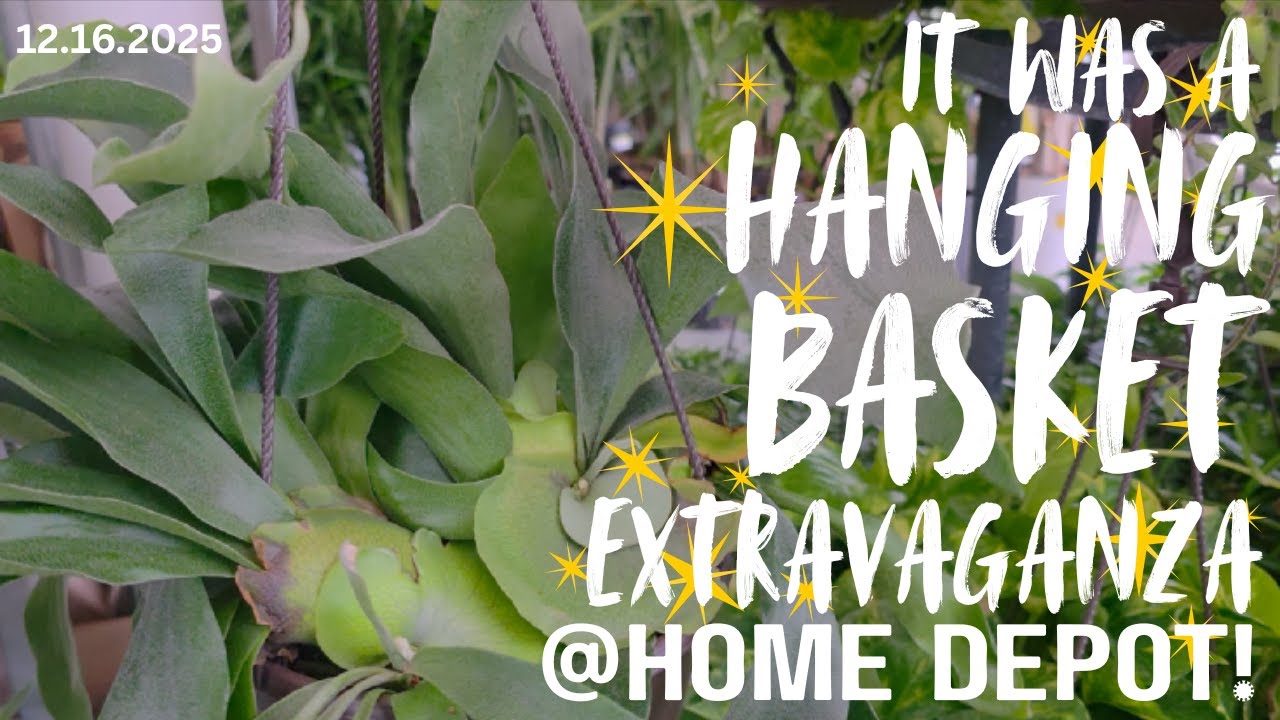 I found amazing hanging Baskets @ Home Depot