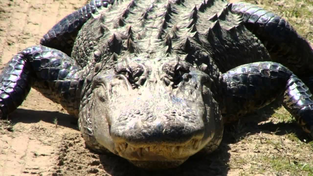 Alligators sounds