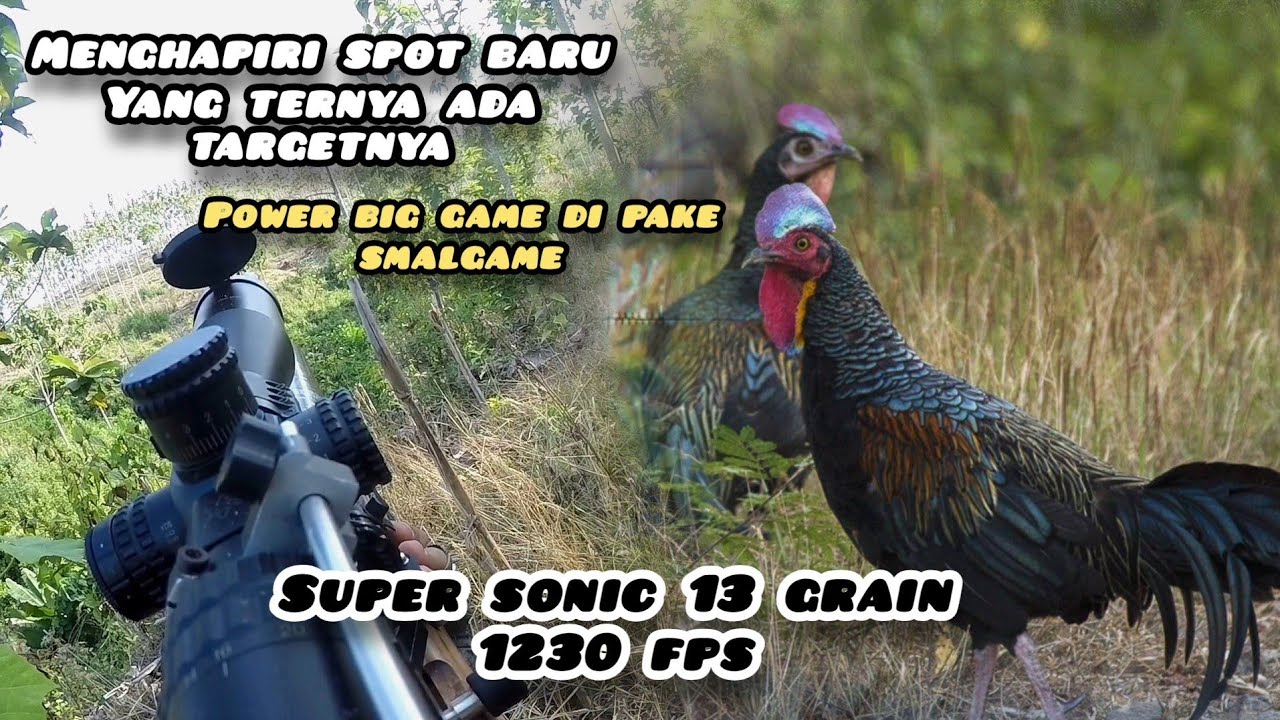  Berburu ayam hutan //  dengan unit super berisik @sbc177 