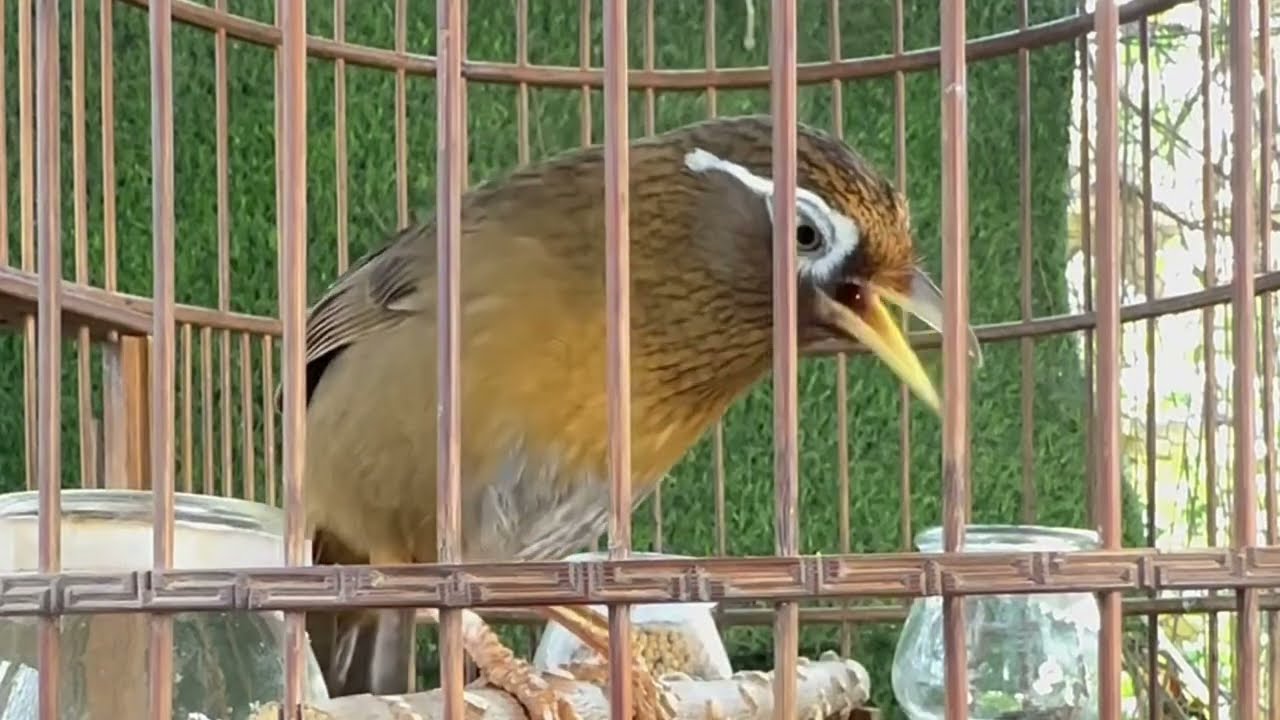 Hoạ mi thuần mắt xanh lục đậu giọng hót cực đỉnh nghe cực thích/ Chim hoạ mi hót hay nhiều giọng 🔥🔥
