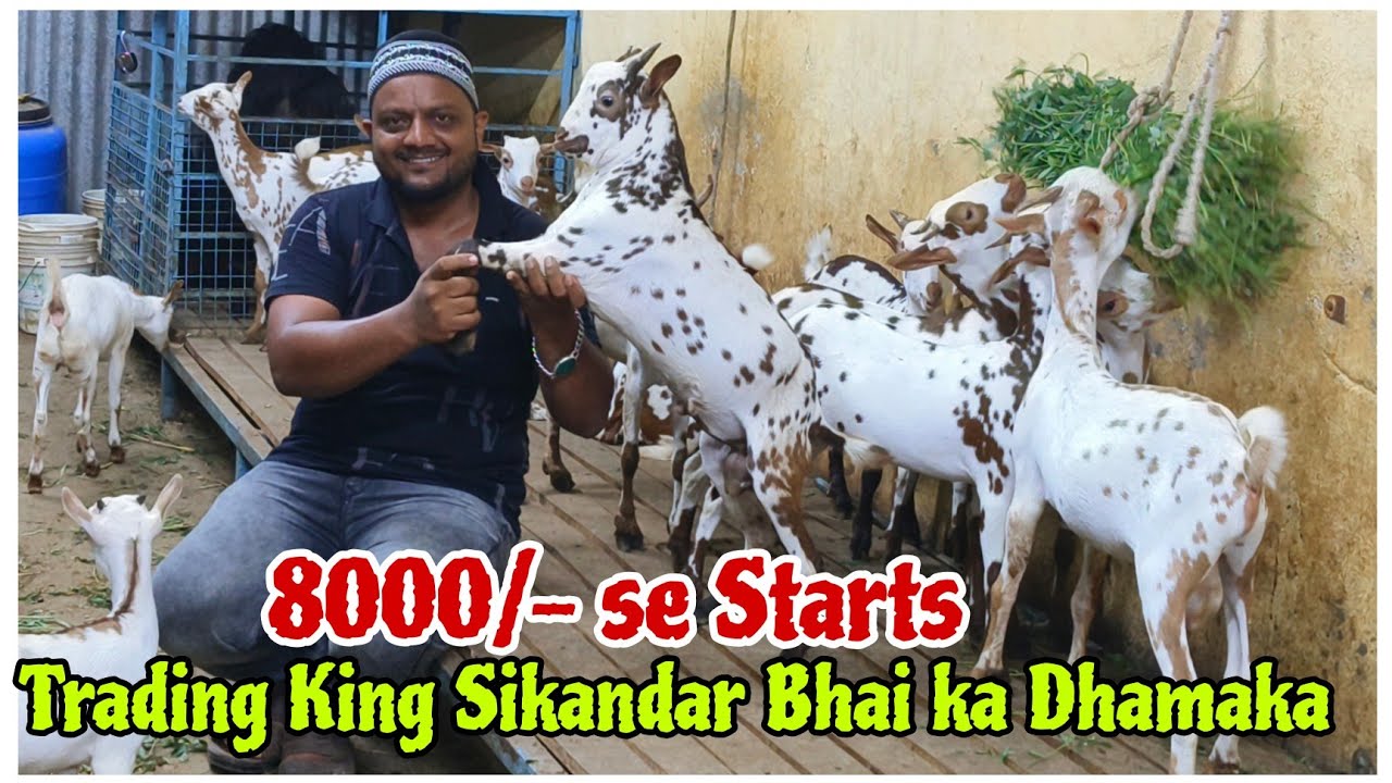 Quality Barbari kids at MSB goats Aurangabad Maharashtra | 8k se Starts