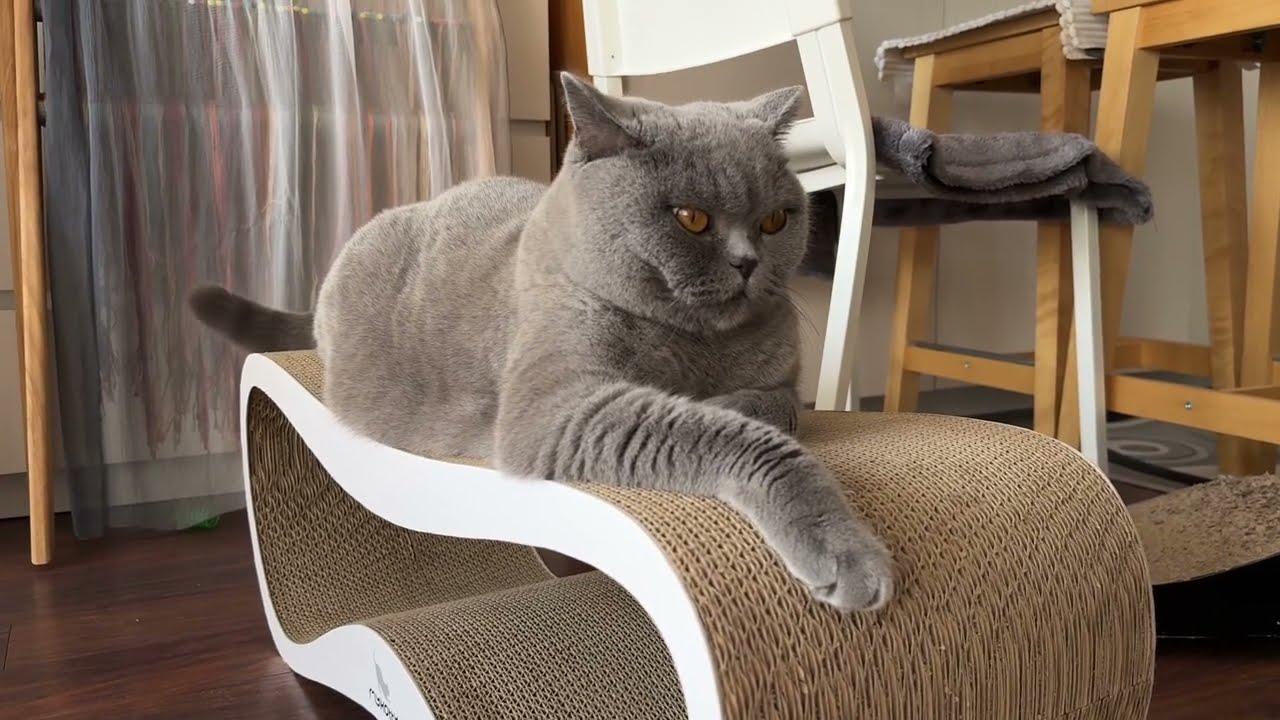 A new scratching post for the British cat.