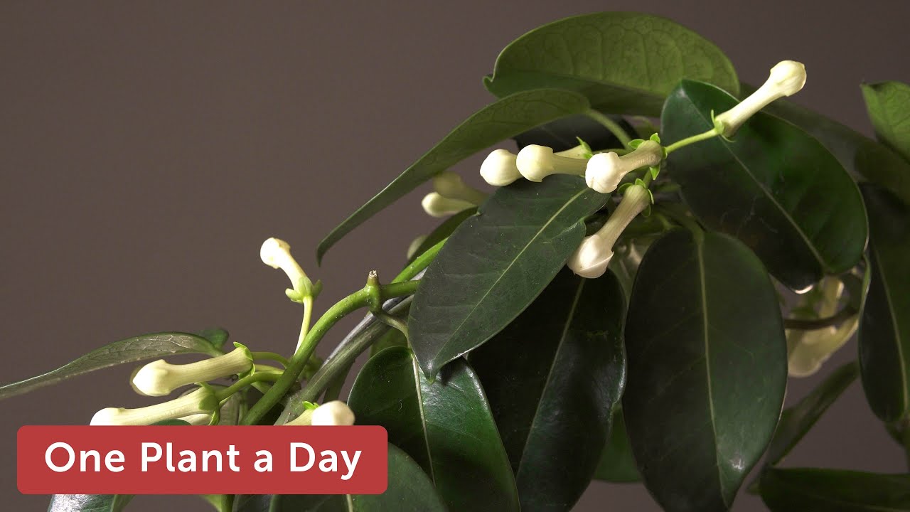 Dregea / Marsdenia / Stephanotis floribunda (Hawaiian Wedding Vine) Houseplant Care — 242 of 365