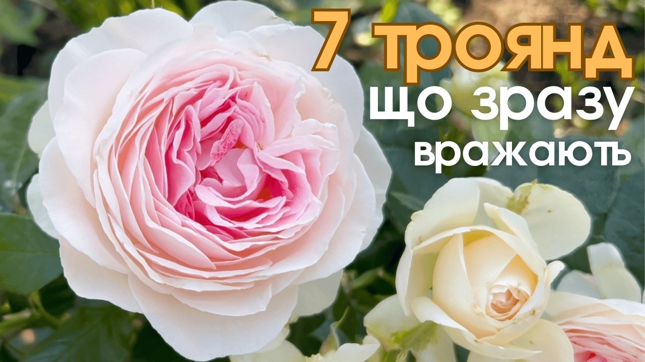 7 троянд, що вразили мене вже в перший рік