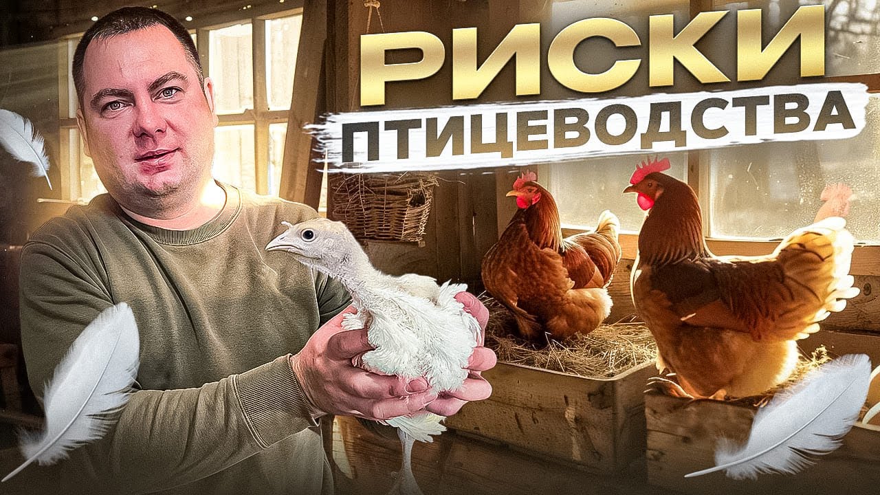 РИСКИ ПТИЦЕВОДСТВА 