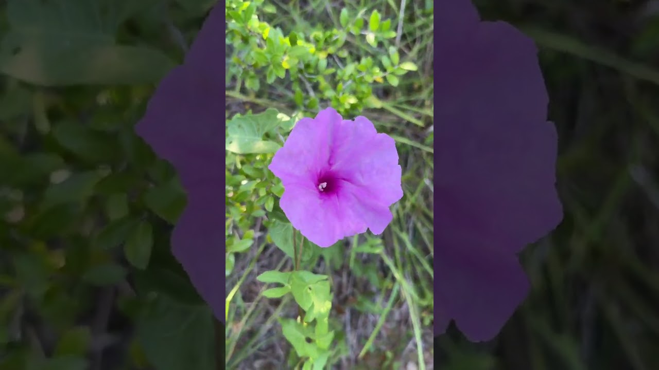 Ocracoke maritime forest walk to springers point