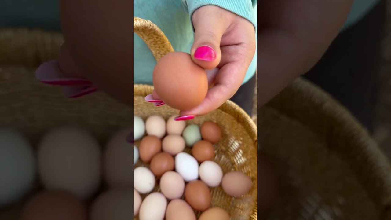 Egg collection 3/19/26 #egg #farm #eggcollection #farmlife  #homestead #homesteadlife #viralshort 