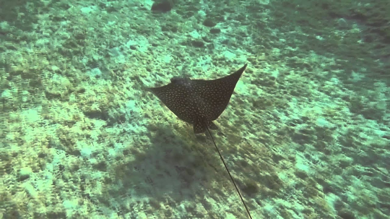 A Ray in the Evening