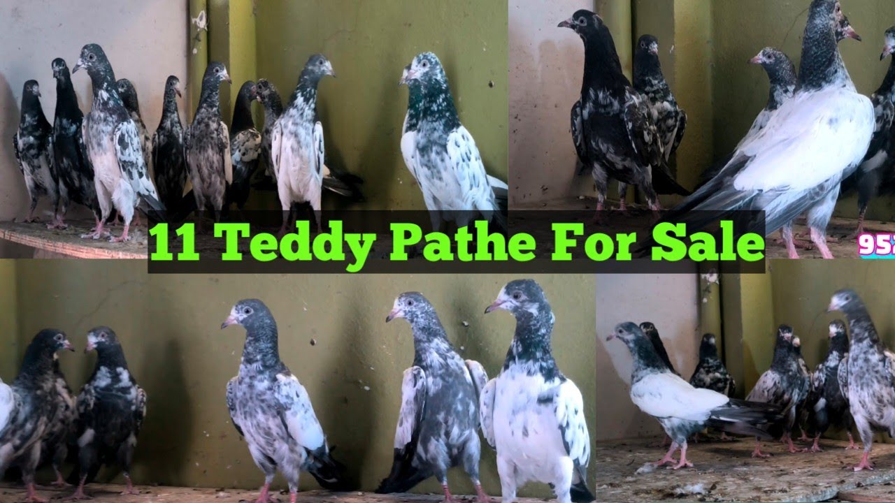 Imported Teddy Kabootar | Teddy Pathe Kabootar Sale 9527777644