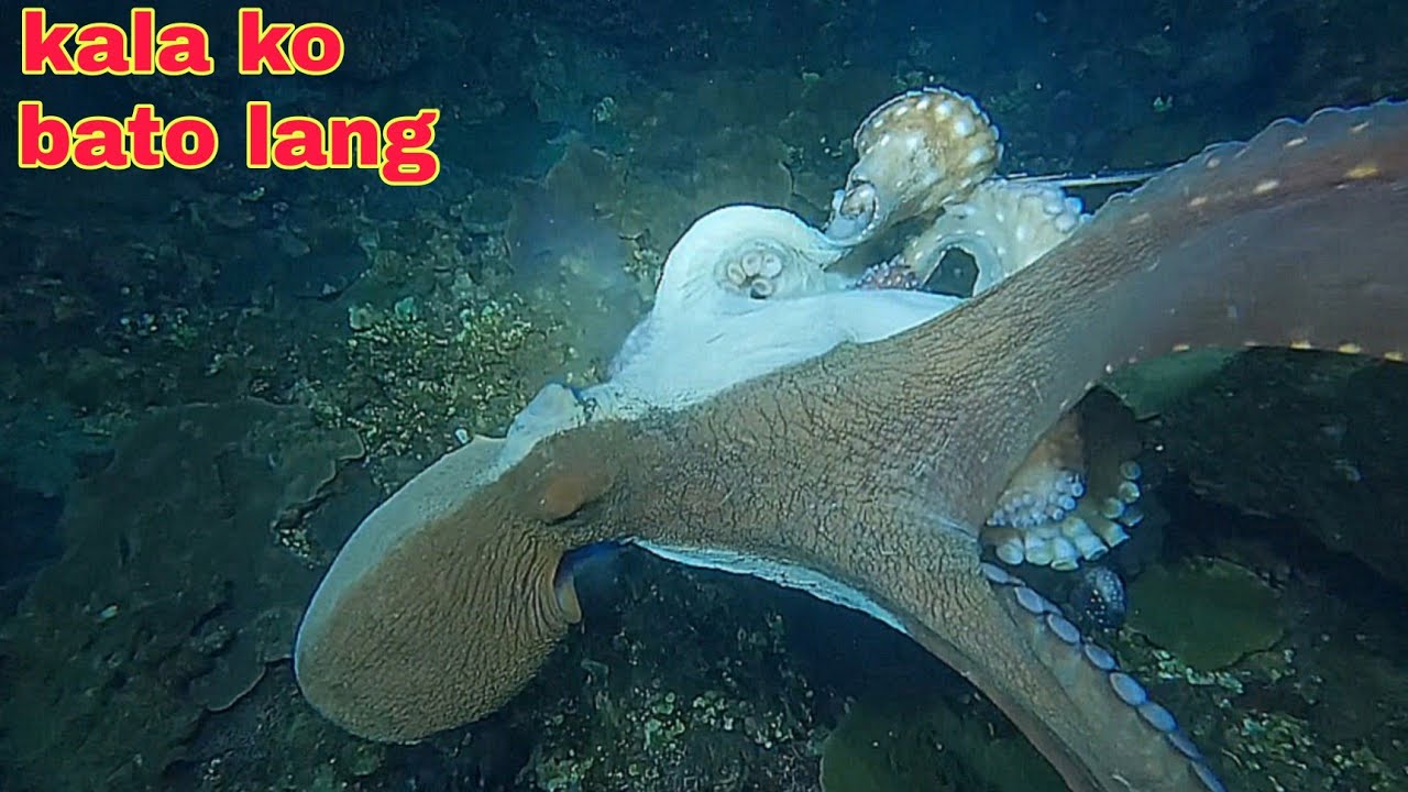 ep606 malaking pugita Montek ng hindi ko makita kulay bato
