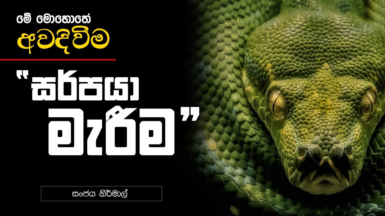 සර්පයා මැරීම  | මේ මොහොතේ අවදිවිම