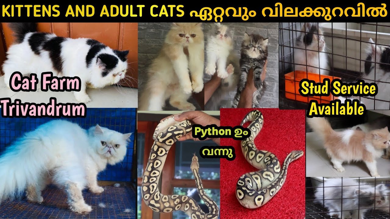 Cat Farm Thiruvananthapuram 😍|| എല്ലാ breeds ഉം നിങ്ങളുടെ Budget ഇൽ കിട്ടും.|#kitten #cat #cats