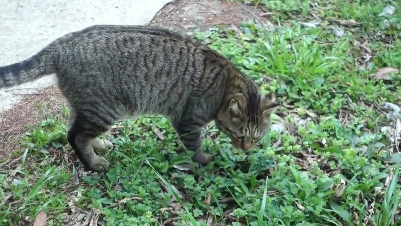 Meow Meow happy #cat #cats #cute #shorts 