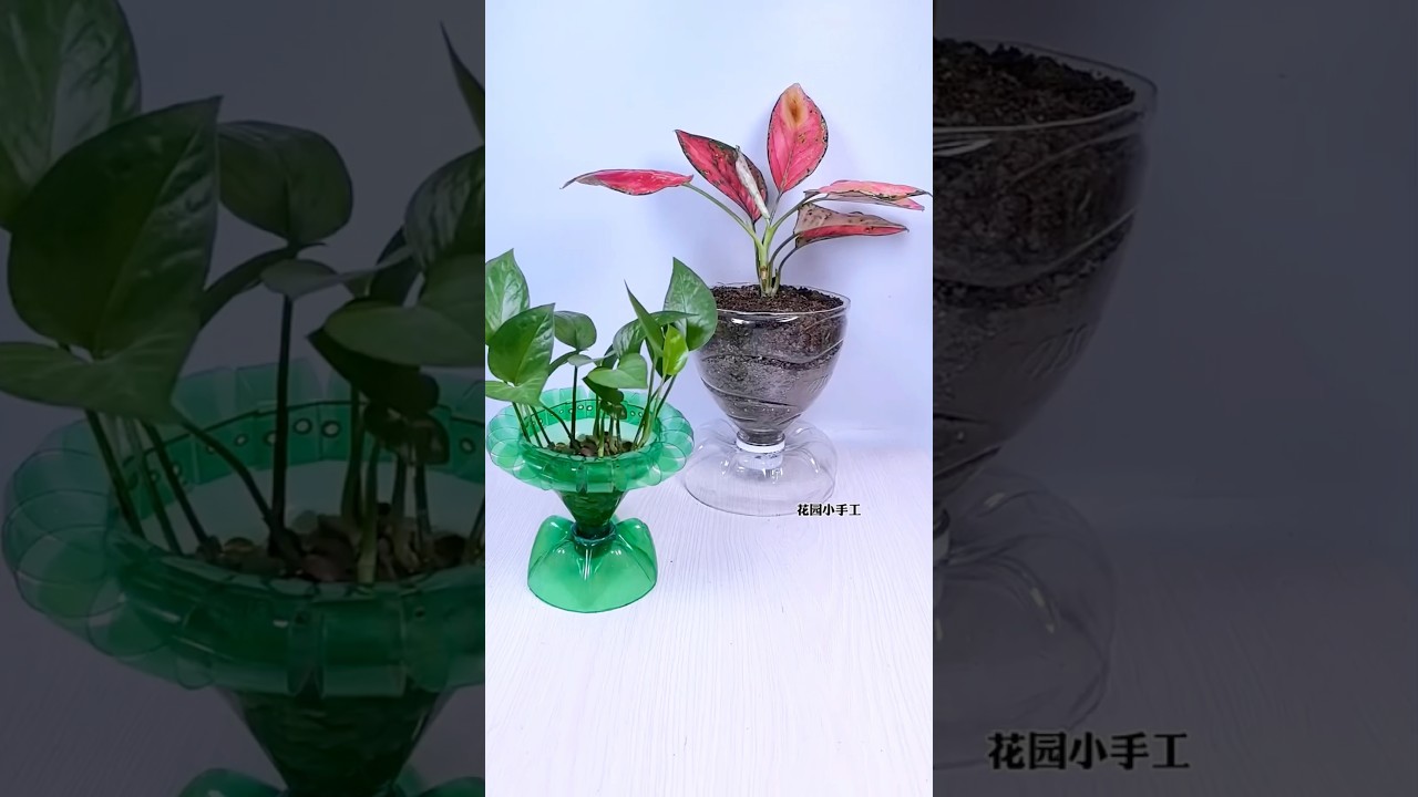 Plastic bottle are turned into flowers pots 