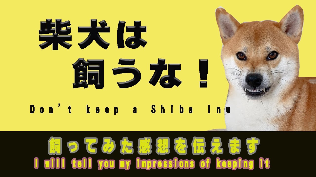 【５選】柴犬を飼ってはいけない理由！　これから飼おうか悩んでいる方へ