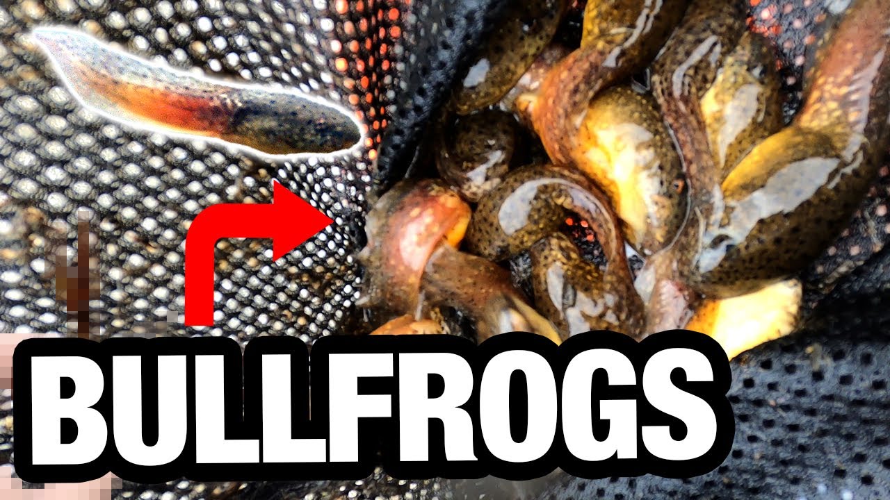 CATCHING DOZENS OF BULLFROG TADPOLES!