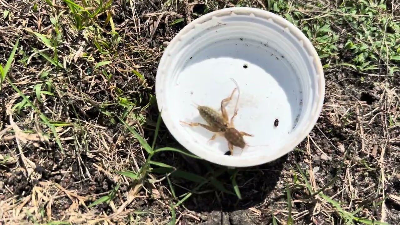 First Spring Crabgrass Siting in Lawns. #lawncareservice #lawncare