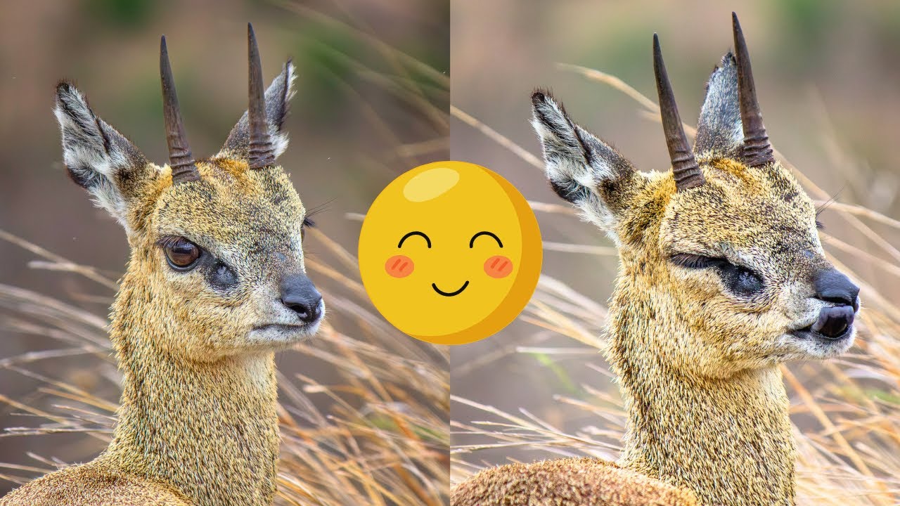 We Met the Cutest Antelope Ever (4K)