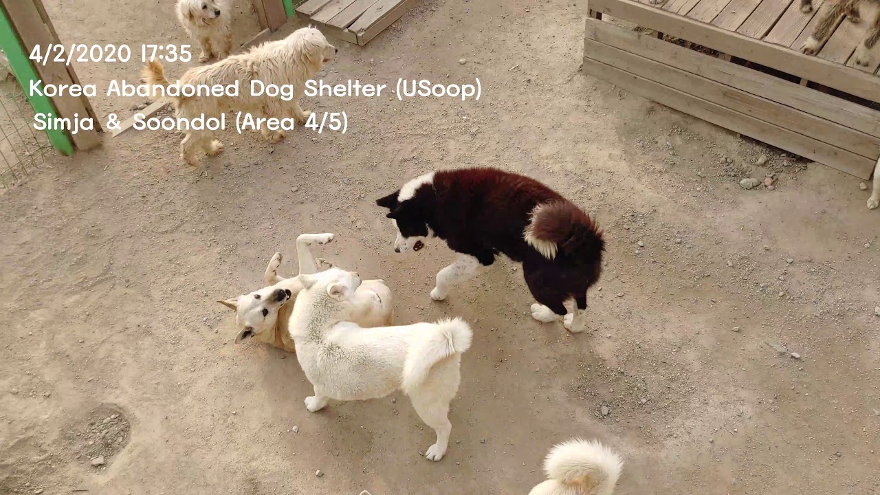 4/2/2020 17:35 Today's video - Korea Abandoned Dog Shelter (USoop) Simja & Soondol (Area 4/5)