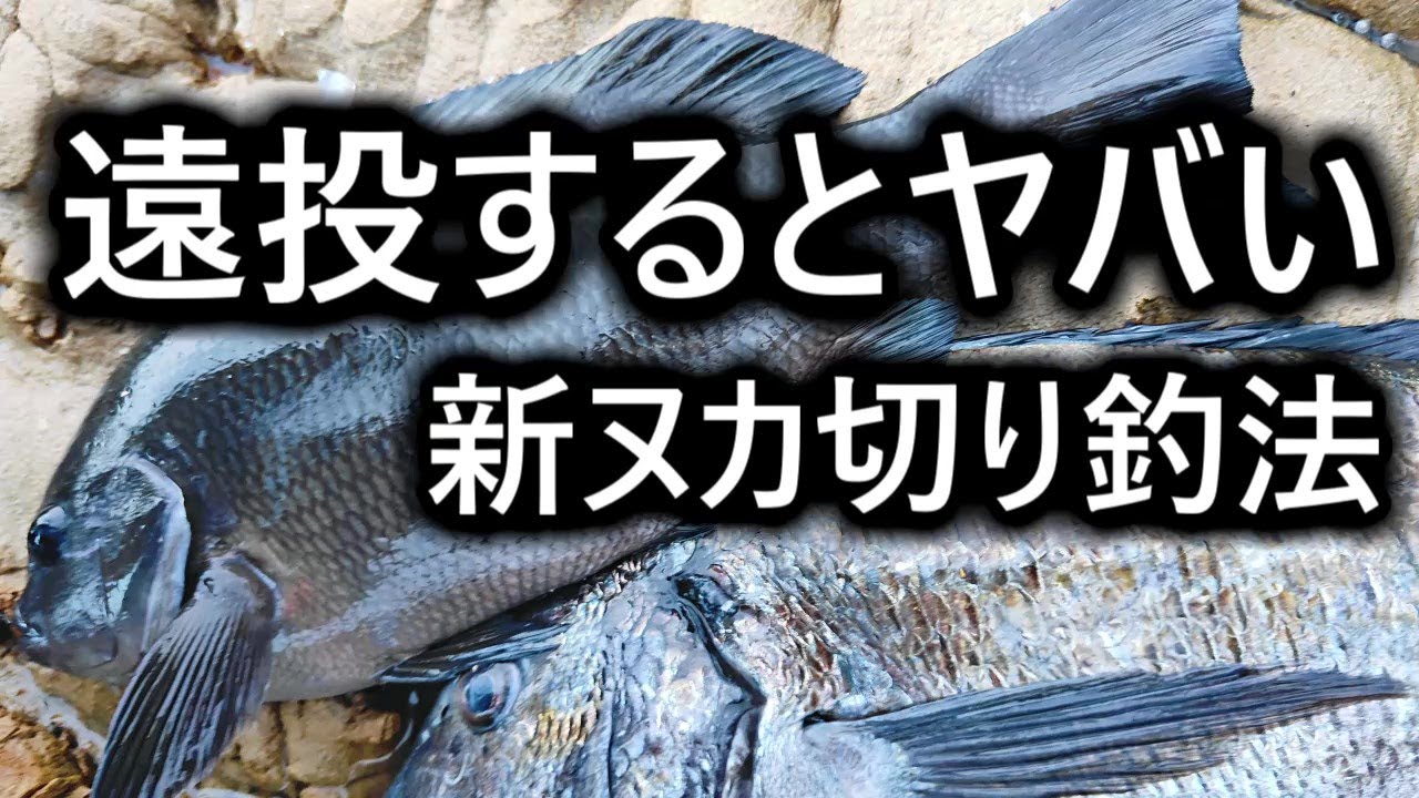 良型グレが釣れる 遠投する新ヌカ切り釣法 和歌山の釣り