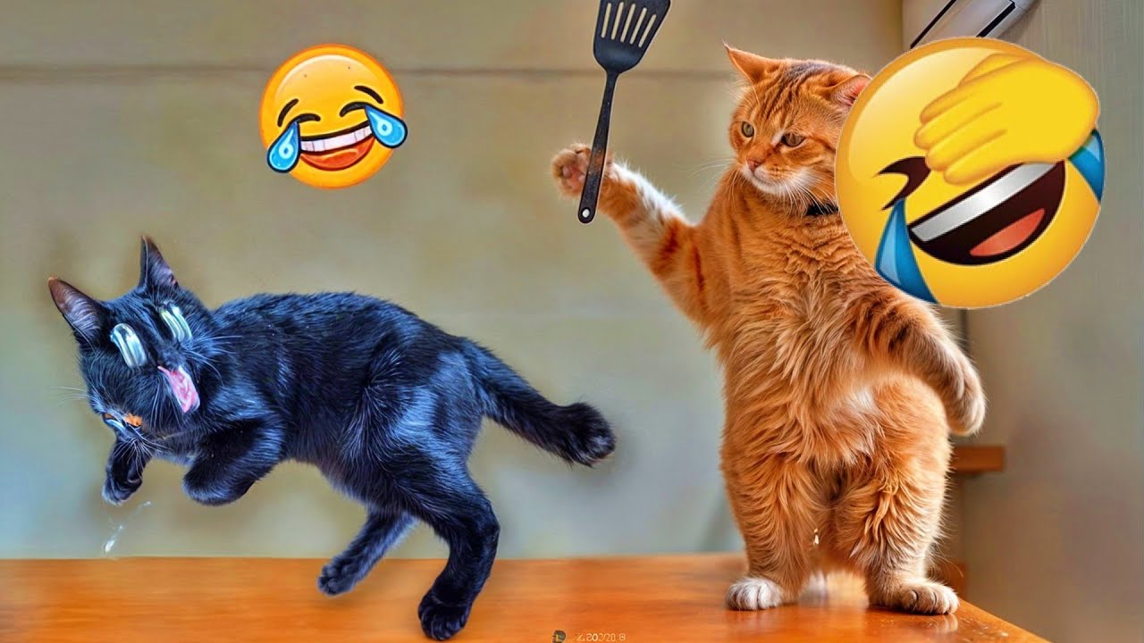 Funny Cat Videos 🤗 A Collection Of Hilarious Cats That Will Make You Laugh Out Loud And Find Peace 😅