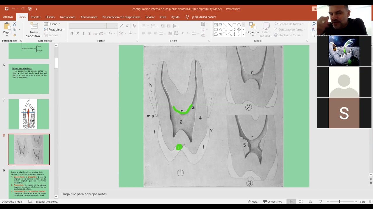 Configuración interna de las piezas dentarias