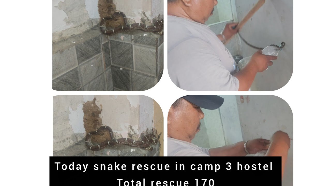 #Today snake rescue in# camp 3 hostel Total rescue 170