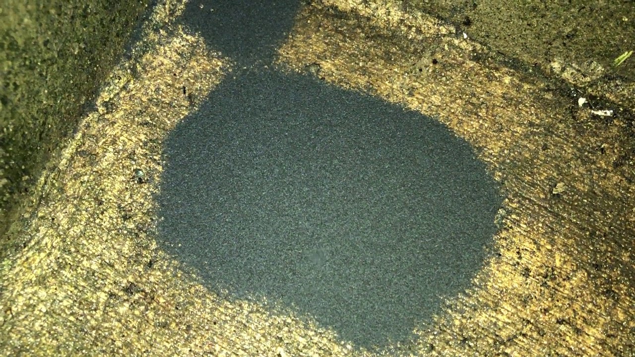 Hundreds of thousands of very tiny bugs outside my basement door