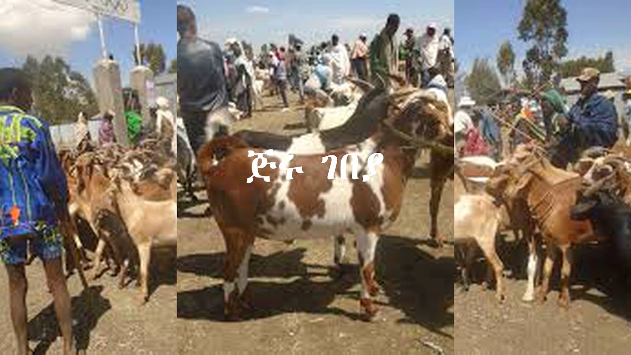 ሰሜን  ሸዋ - ሞረትና ጅሩ (North Shewa, Moret ena Jiru)
