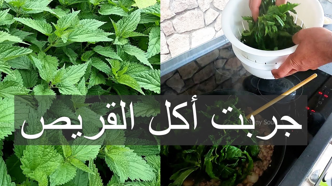 طبخ نبات القريص ( استراحة النحال ).