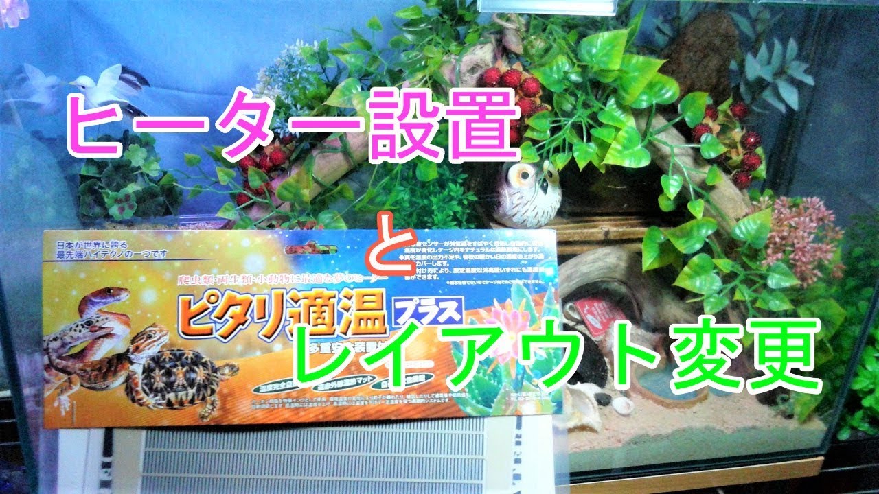 【ヤドカリ】オカヤドカリ　#16 ヒーターの設置とレイアウト変更