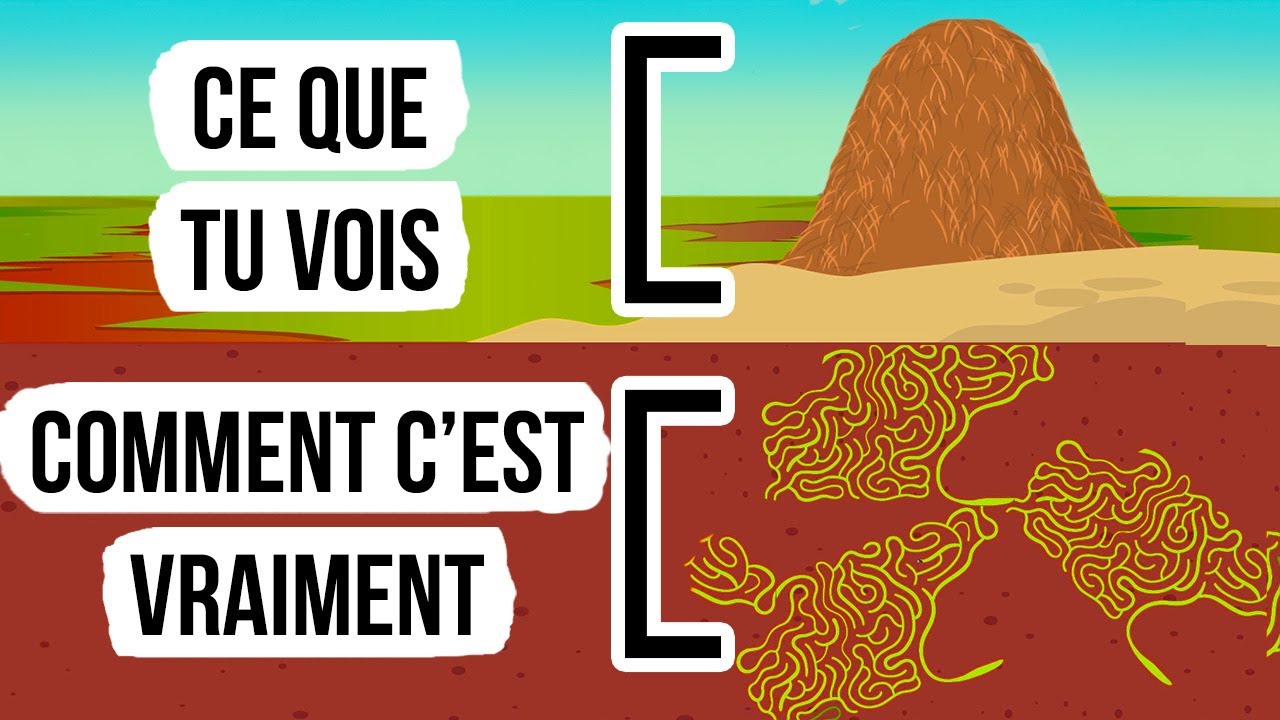 Ce Que Tu Verrais Si Tu Pouvais Entrer Dans Une Fourmilière