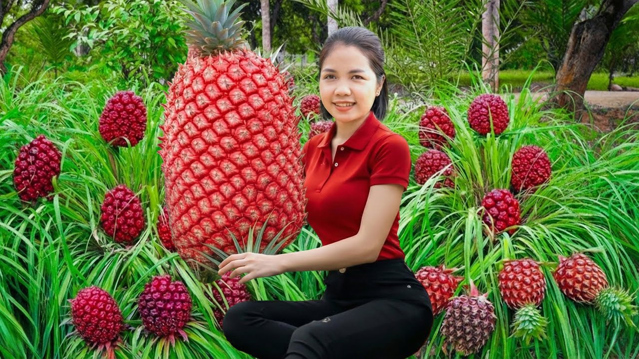 Harvesting 5000+Kg GIANT Pineapple Purple To Sell At The Market | Hana Market