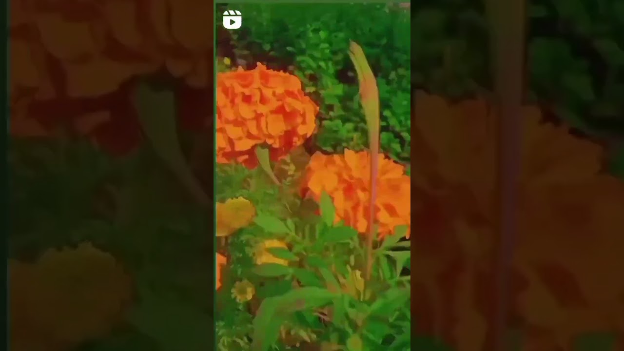 गेंदा फूल की खेती!Marrygold flower nursery #shotsvideosviral