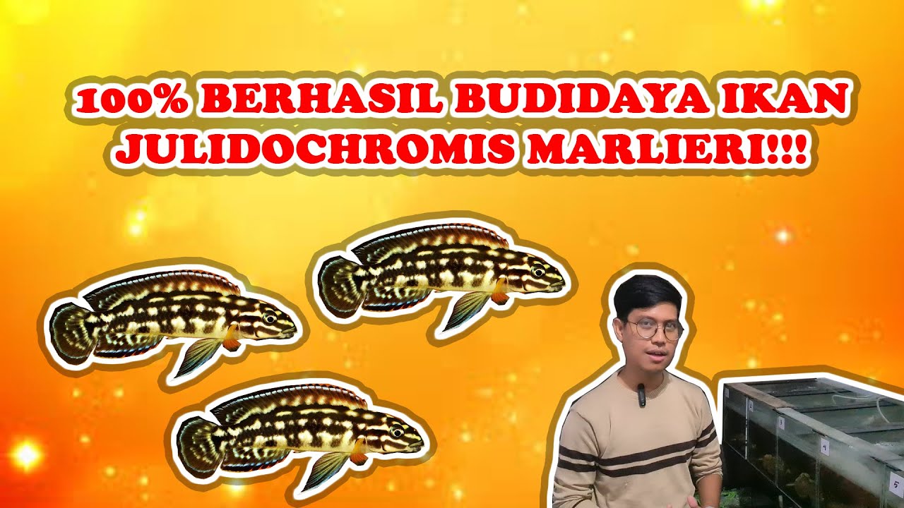 TUTORIAL TERMUDAH UNTUK BUDIDAYA IKAN JULIDOCHROMIS MARLIERI!!! CUMA BUTUH AQUARIUM KECIL!!!