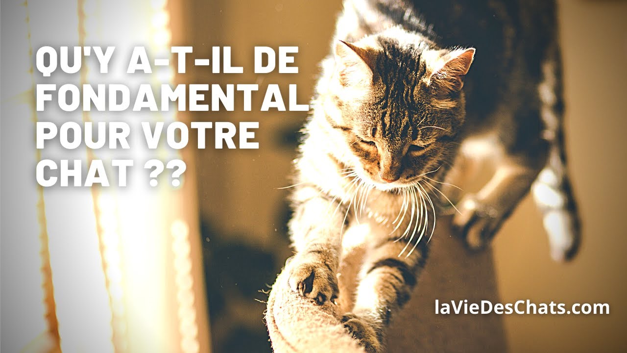 🐾Qu'est-ce qui est fondamental pour votre chat ?