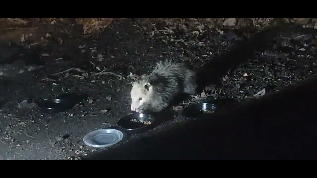 A RARE ONCE ENDANGERED OR THREATENED DUE 2 🎲 CASINOS SILVER 🥈 POSSUM 